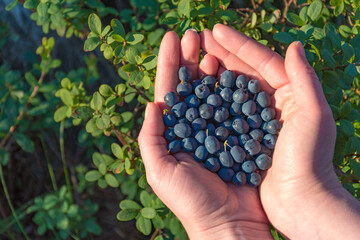 Fresh organic ripe blueberries on the bush with green leaves in summer in the hands of a girl, close up