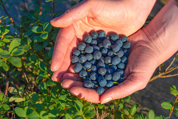 Fresh organic ripe blueberries on the bush with green leaves in summer in the hands of a girl, close up