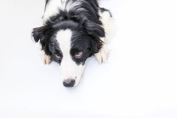 Fototapeta na wymiar Funny studio portrait of cute smiling puppy dog border collie isolated on white background. New lovely member of family little dog gazing and waiting for reward. Funny pets animals life concept.