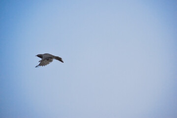 Free as a bird. Herring gull Larus argentatus winter plumage .