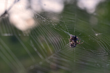 Spider sits on a web in the woods