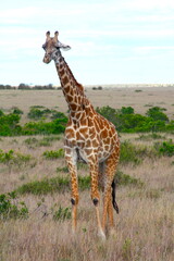 One isolated close-up giraffe walk through the savannah in Kenya, Africa.