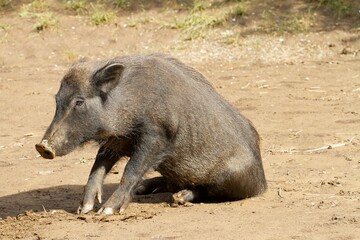 Black and hairy wild boar sitting on the ground