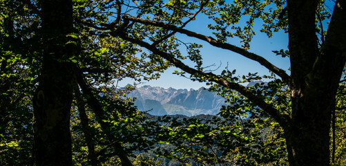 Mountains through the trees in the forest
