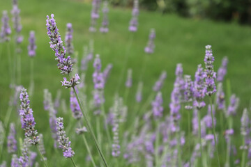 Clusters of upright flower stalks on blooming lavender plants backed by green lawn
