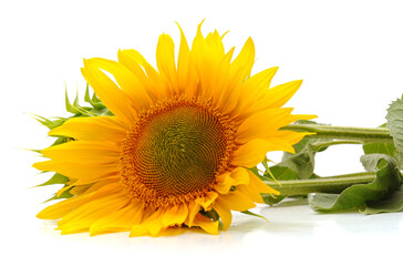 Obraz premium Big yellow sunflower.