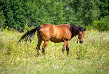 Beautiful horse on the summer field
