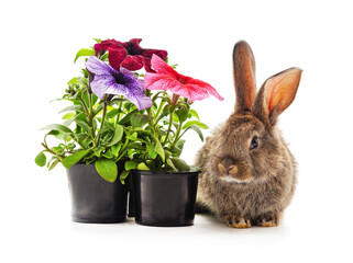 Brown rabbit and petunia in pots.