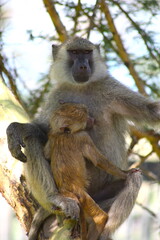 A portrait of an isolated and close-up mother monkey breastfeeding her baby monkey in a tree, Kenya, Africa.