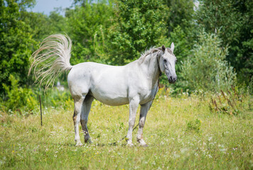 Obraz na płótnie Canvas Beautiful horse on the summer field