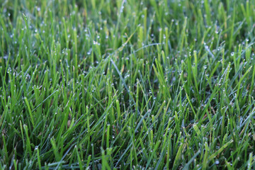 Fototapeta na wymiar Closeup of recently mowed lawn with morning dew clinging to blades of grass