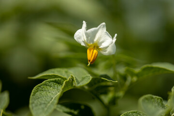 Texture and detail of the flower of a potato plant among green leafs. Agrarian vegetable and food industry.