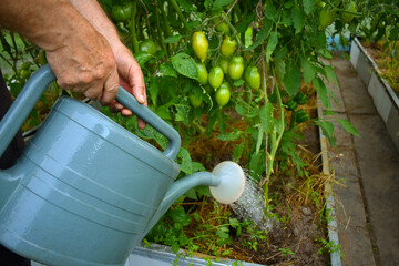 farmer watering vegetable farm green  tomatoes