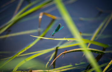 Beautiful summer dragonfly on a green grass
