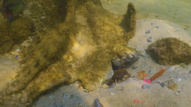 Florida Stone Crab under water hiding in rocks