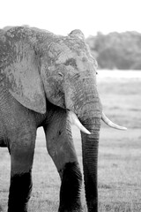 Portrait in Black and white, monochrome, image of an elephant close up walking, Kenya, Africa.