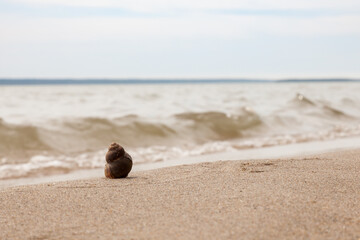 Fototapeta na wymiar Wet brown snail shellfish on the sandy seashore. Summer vacation concept in hot countries.