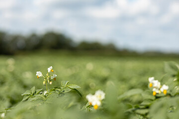 Narrow depth of field with flowers of the potato plant in focus and blurred foreground and landscape background. Agrarian vegetable and food industry.