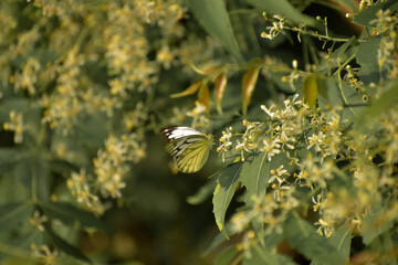 Butterfly sitting on a leafy branch. colorful butterfly sitting .