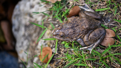 Frog or toad on grass stone by top view