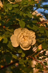 white rose flower at dawn