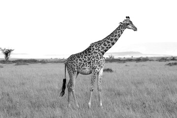 One isolated close-up giraffe walk through the savannah, in black and white, monochrome,  Kenya, Africa.