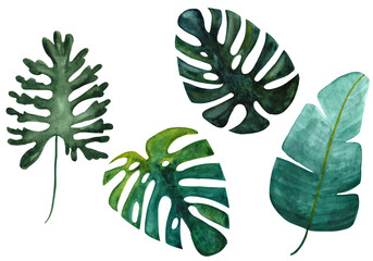 Geïsoleerde tropische groene monstera, banaan en gespleten bladeren op witte achtergrond. Set hand getrokken aquarel illustratie. Exotische planten