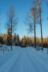 winter forest in the snow