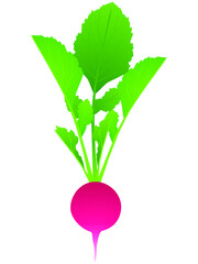 Whole radishes with leaves isolated on white background.