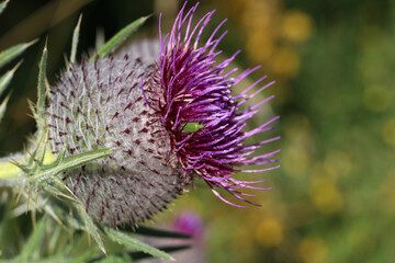 Thistle flower in the field in summer