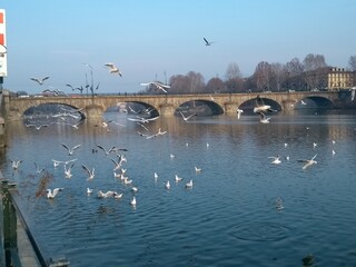 bridge over river with birds - Turin Italy