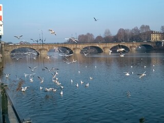 Fototapeta na wymiar bridge over river with birds - Turin Italy