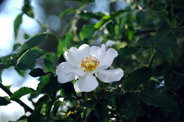 Obraz na płótnie Canvas white rosehip flower on a background of green leaves on a rosehip bush