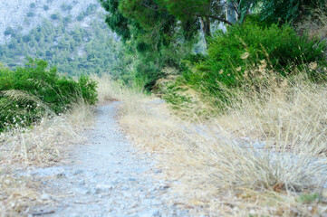 Fototapeta na wymiar an old overgrown road in the mountains