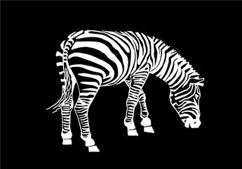 Fototapeta na wymiar Graphical zebra isolated on black background, vector engraved illustration