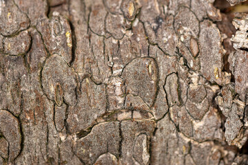 Detail and round forms in dried and weathered aged bark