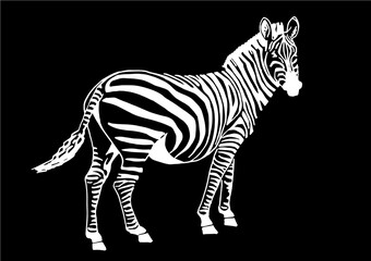 Fototapeta na wymiar Graphical zebra standing isolated on black background, vector engraved illustration