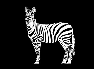 Graphical zebra standing isolated on black background, vector engraved illustration