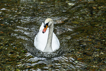White swan swimming