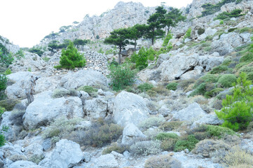 Fototapeta na wymiar mountain landscape. plants growing in stones