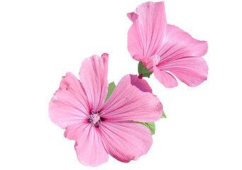 pink mallow flowers isolated on white