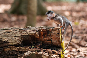 A small young macaque monkey climbs up a fallen tree trunk. Monkey forest, Bali, Indonesia © _KUBE_