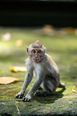 A small macaque monkey sits on the mossy steps of the temple. Monkey forest, Bali, Indonesia