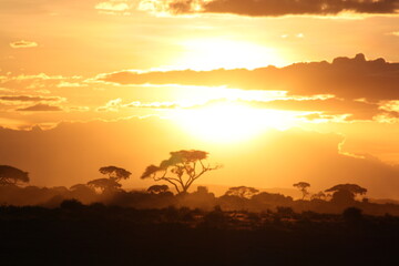 Beautiful orange and yellow sunset with a majestic tree in savannah, safari in Kenya, Africa.