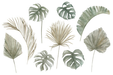 Set of exotic tropical palm  leaves. Jungle vintage collection. Hand drawn illustration on white background