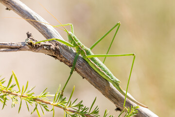 Bush cricket or Spiked Magician (Saga pedo) on the branch