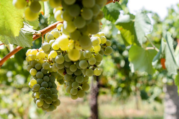 Bunch of grapes vine in the vineyard
