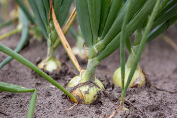 Leek and onion bulbs growing above ground in the soil. Agrarian vegetable and food industry.