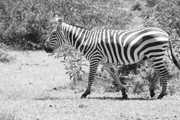 Fototapeta na wymiar Zebra herd isolated wlakingin a black and white photo, safari in Kenya, Africa. monochrome.