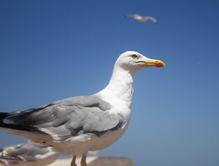 Fototapeta na wymiar Seagull side closeup